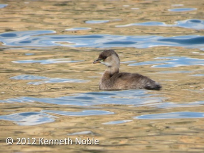 little grebe (Tachybaptus ruficollis) Kenneth Noble